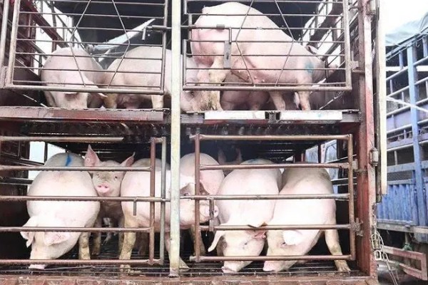 猪的出栏周期,要看猪的养殖模式、品种、市场行情