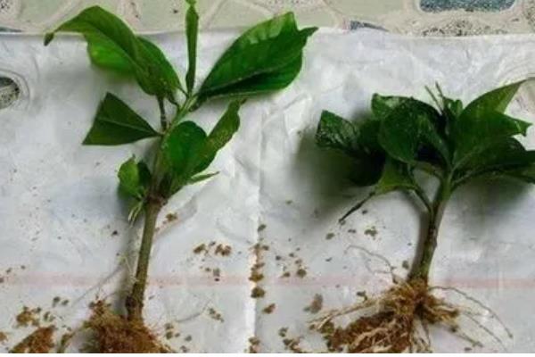 春季如何修剪栀子花，主要是将顶梢的2-3对叶片剪除