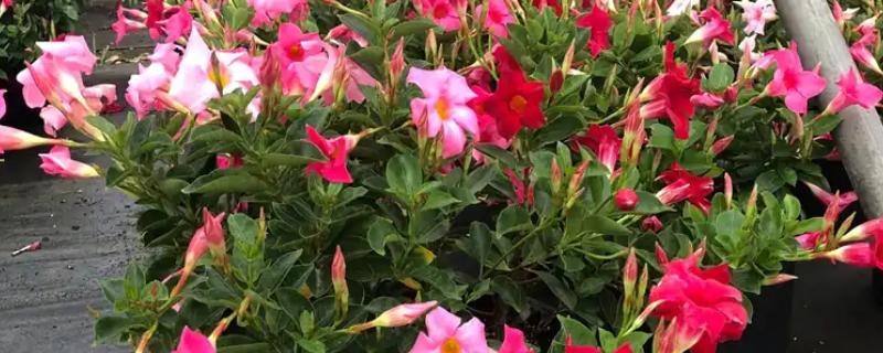 万里飘香藤的养殖方法，适合生长在光照充足的环境中