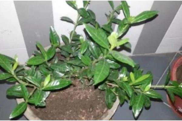 春季如何修剪栀子花，主要是将顶梢的2-3对叶片剪除