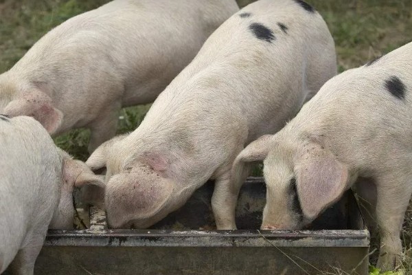 猪的出栏周期,要看猪的养殖模式、品种、市场行情