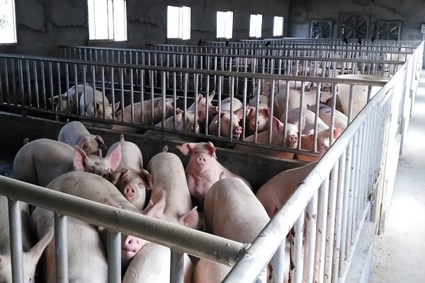 猪的出栏周期,要看猪的养殖模式、品种、市场行情