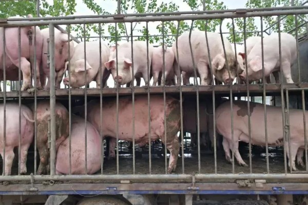 猪的出栏周期,要看猪的养殖模式、品种、市场行情