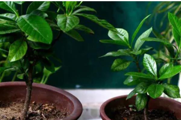 春季如何修剪栀子花，主要是将顶梢的2-3对叶片剪除