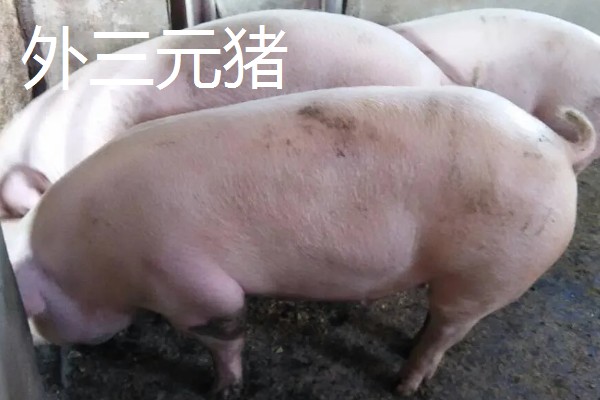 猪的出栏周期,要看猪的养殖模式、品种、市场行情