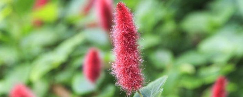 狗尾红花与什么相似，长有细密的柔毛很像狗尾巴