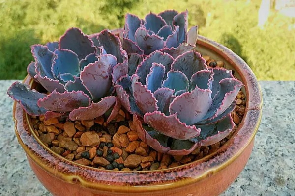 夏季怎么养殖晚霞之舞，遇到强光时要注意遮阴防晒