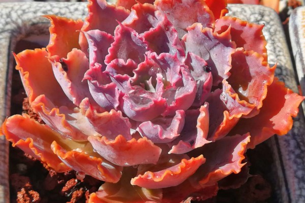 夏季怎么养殖晚霞之舞，遇到强光时要注意遮阴防晒