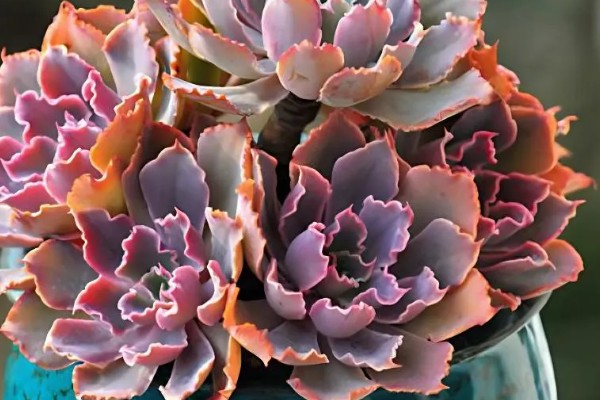 夏季怎么养殖晚霞之舞，遇到强光时要注意遮阴防晒