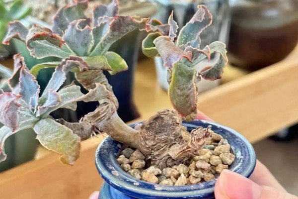 夏季怎么养殖晚霞之舞，遇到强光时要注意遮阴防晒