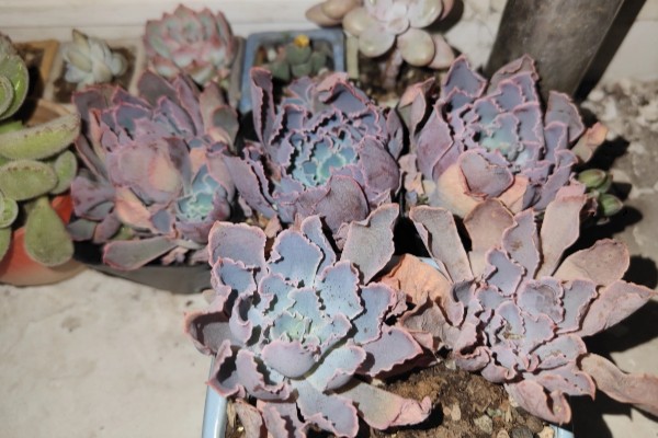 夏季怎么养殖晚霞之舞，遇到强光时要注意遮阴防晒