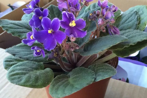 紫罗兰的养殖方法，温度控制在15-20℃