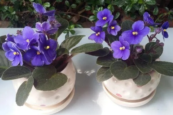 紫罗兰的养殖方法，温度控制在15-20℃