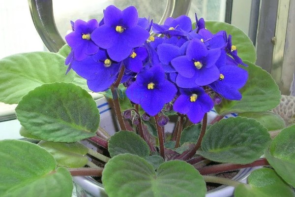 紫罗兰的养殖方法，温度控制在15-20℃