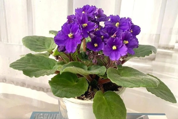 紫罗兰的养殖方法，温度控制在15-20℃