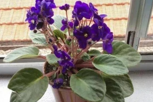 紫罗兰的养殖方法，温度控制在15-20℃