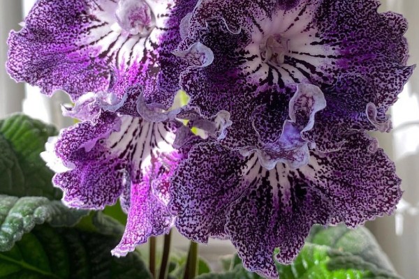 紫罗兰的养殖方法，温度控制在15-20℃