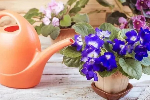 紫罗兰的养殖方法，温度控制在15-20℃