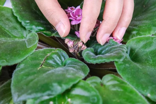 紫罗兰的养殖方法，温度控制在15-20℃