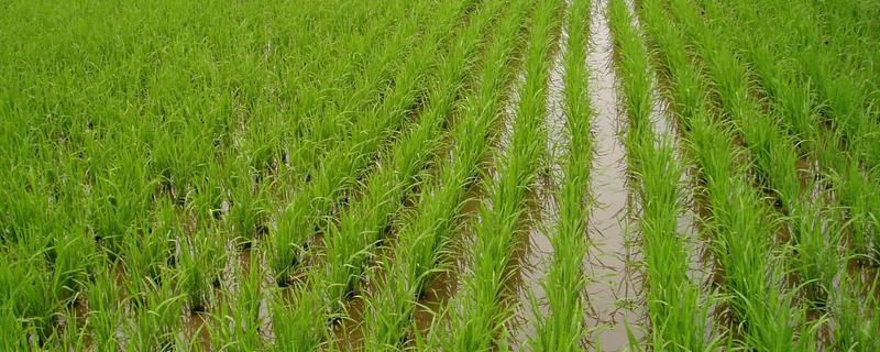 栽培稻的发源地，非洲栽培稻起源于尼日利亚