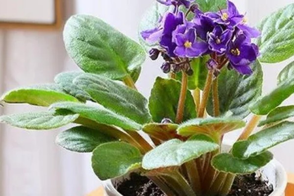 紫罗兰的养殖方法，温度控制在15-20℃