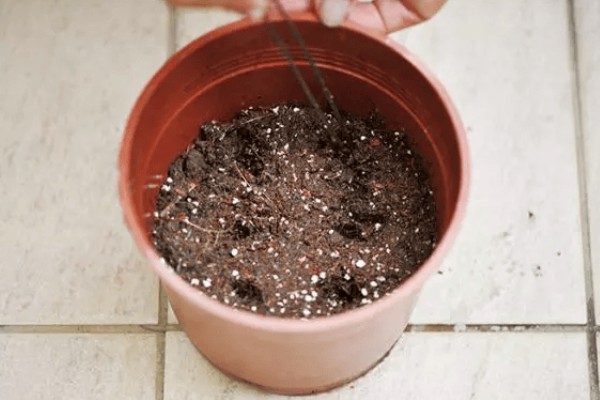 紫罗兰的养殖方法，温度控制在15-20℃