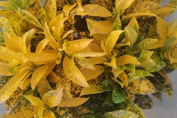 怎么养洒金榕，要求光照充足