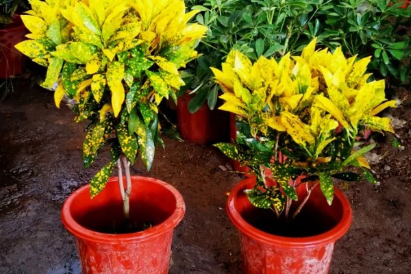 怎么养洒金榕，要求光照充足