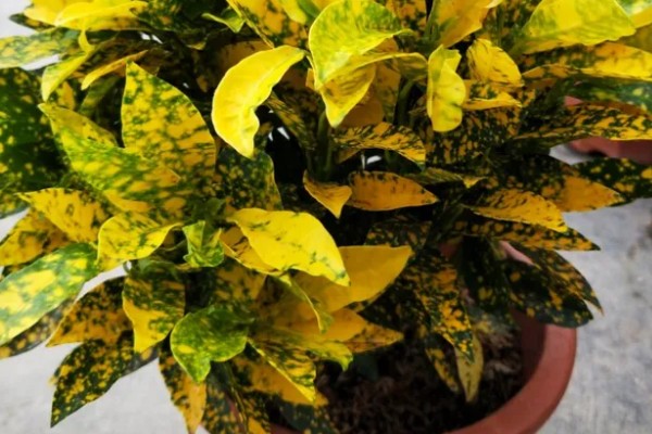 怎么养洒金榕，要求光照充足