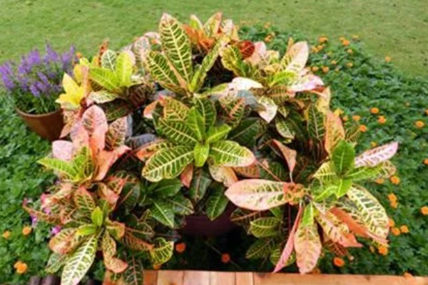 怎么养洒金榕，要求光照充足