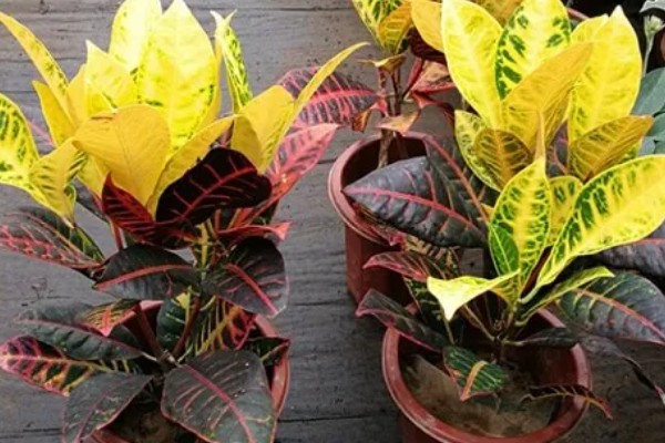 怎么养洒金榕，要求光照充足