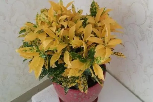 怎么养洒金榕，要求光照充足