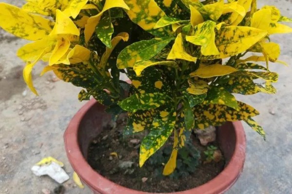 怎么养洒金榕，要求光照充足