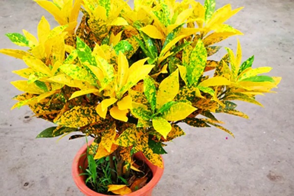 怎么养洒金榕，要求光照充足