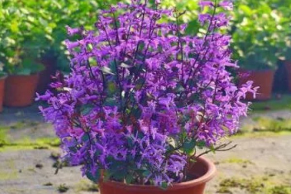 特丽莎薰衣草怎么养殖,夏季每隔3-5天浇一次水