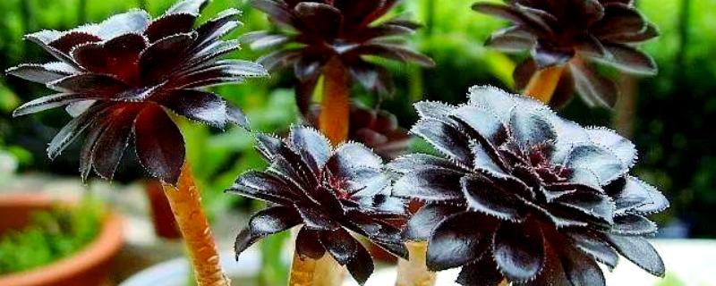 怎么养黑法师，适宜的生长温度为20-25℃