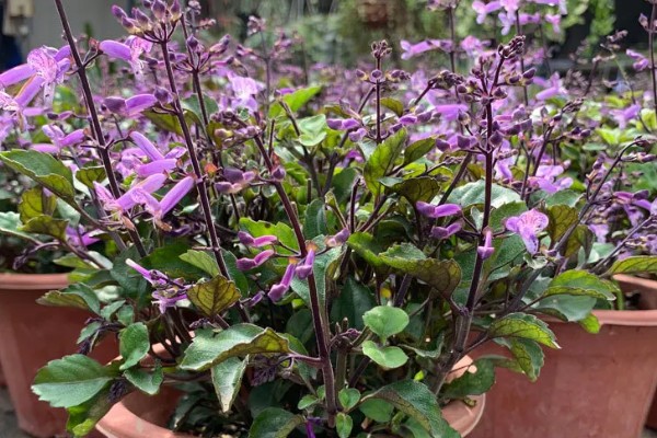 特丽莎薰衣草怎么养殖,夏季每隔3-5天浇一次水