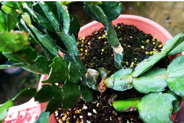 蟹爪兰打骨朵时可以施肥吗，打骨朵时能施肥