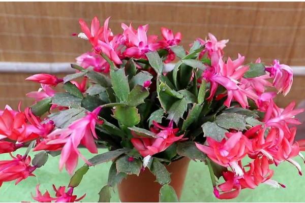 蟹爪兰打骨朵时可以施肥吗，打骨朵时能施肥