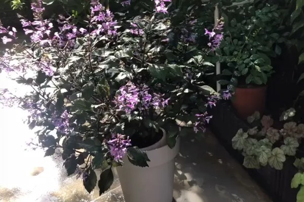 特丽莎薰衣草怎么养殖,夏季每隔3-5天浇一次水