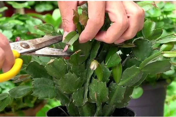 蟹爪兰打骨朵时可以施肥吗，打骨朵时能施肥