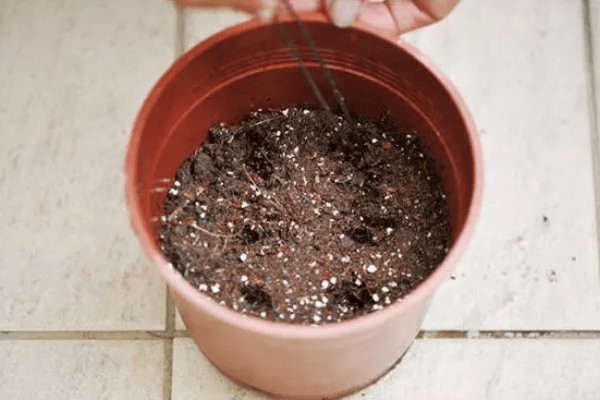 特丽莎薰衣草怎么养殖,夏季每隔3-5天浇一次水