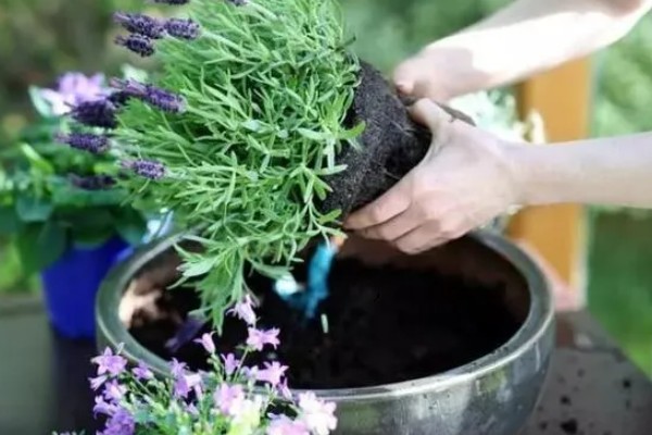 特丽莎薰衣草怎么养殖,夏季每隔3-5天浇一次水