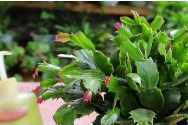 蟹爪兰打骨朵时可以施肥吗，打骨朵时能施肥