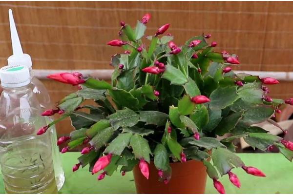 蟹爪兰打骨朵时可以施肥吗，打骨朵时能施肥