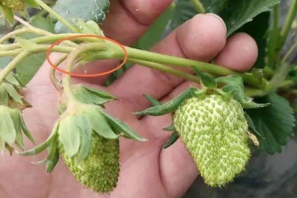 草莓僵果的原因，可能是温度不适所致