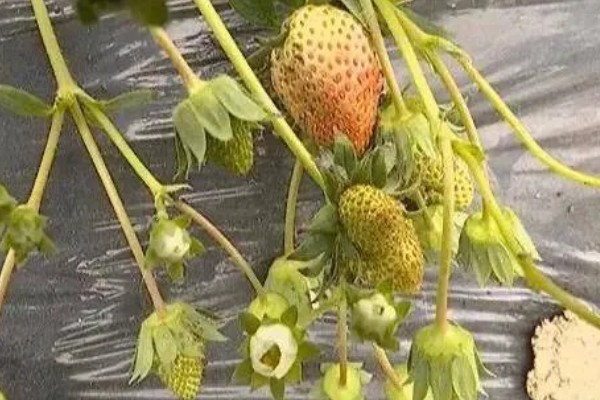 草莓僵果的原因，可能是温度不适所致