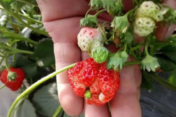 草莓僵果的原因，可能是温度不适所致