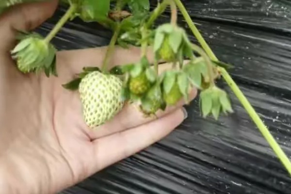 草莓僵果的原因，可能是温度不适所致