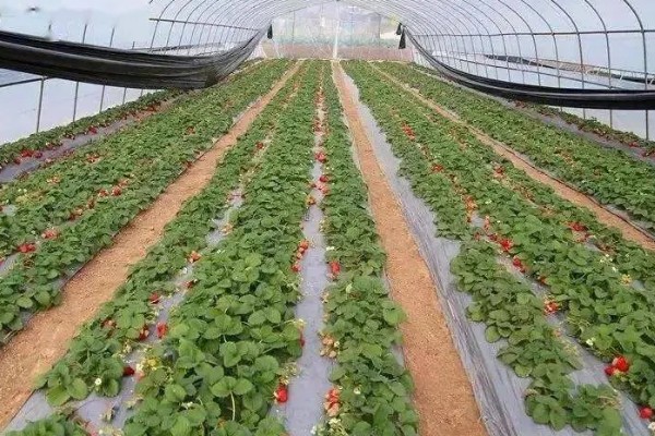 草莓僵果的原因，可能是温度不适所致